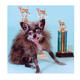Illustration for article titled 10 Years Of The Worlds Ugliest Dogs